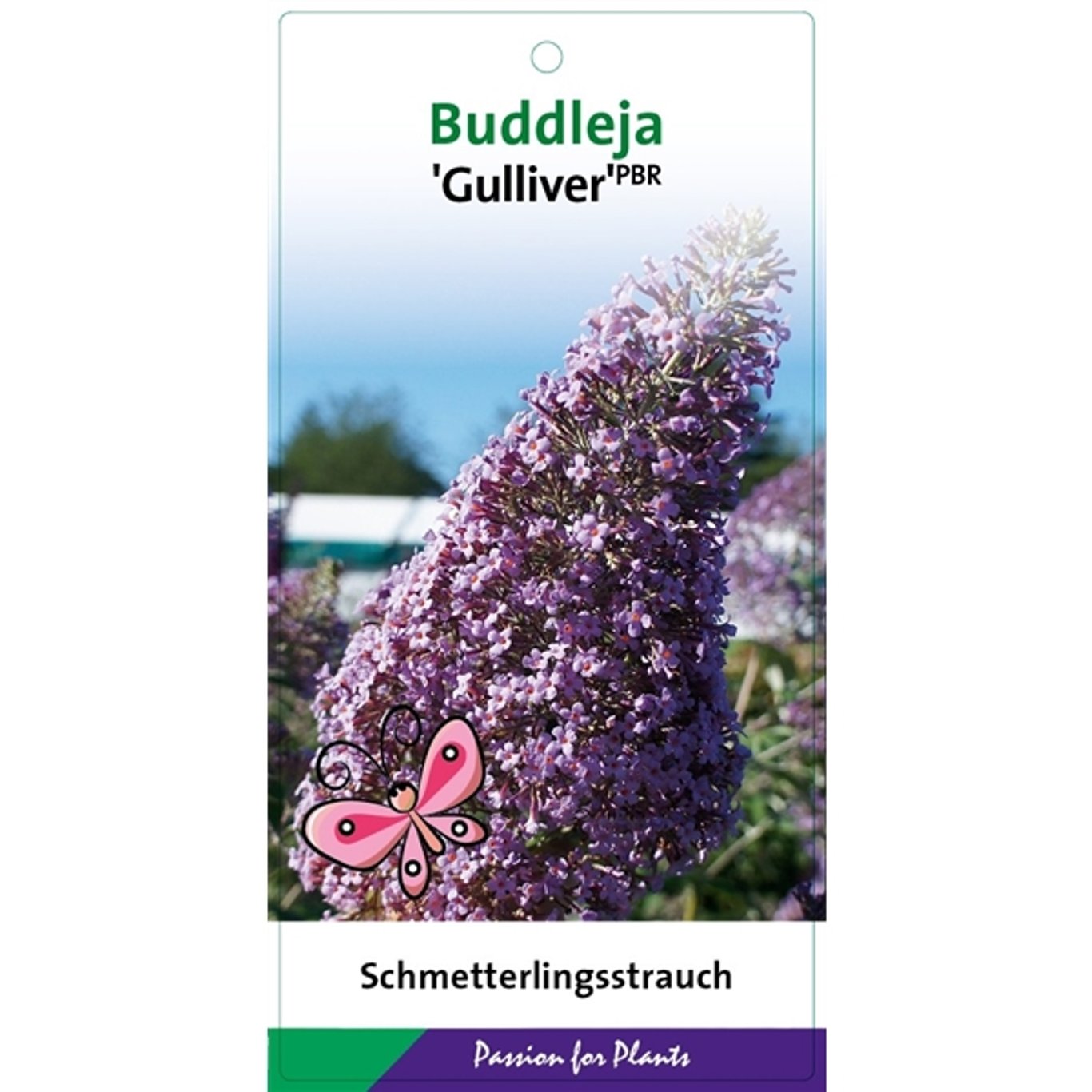 Buddleja d. 'Gulliver' - C3